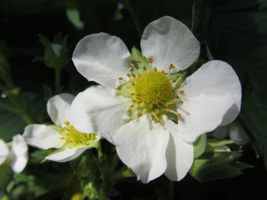 Çilek beyaz çiçek