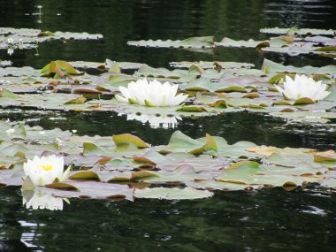 tatlı beyaz lotus çiçeği göl