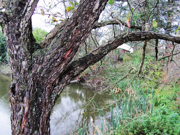 Baum mit ungewöhnlicher Rinde in Wassernähe — Stockfoto