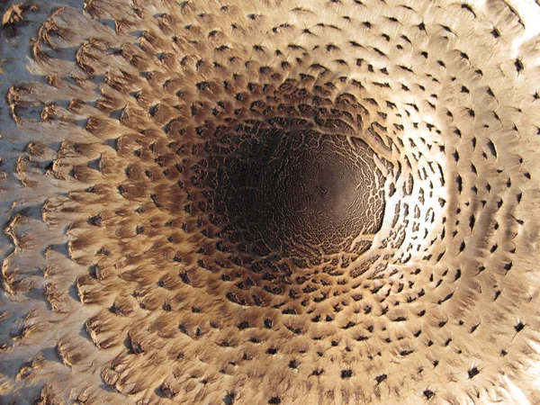 Doku mantar Cap, üstten görünüm