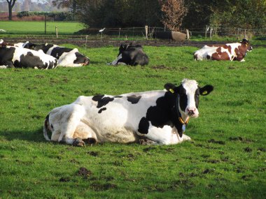 Beyaz siyah noktalar üzerinde çayır Hollanda inek