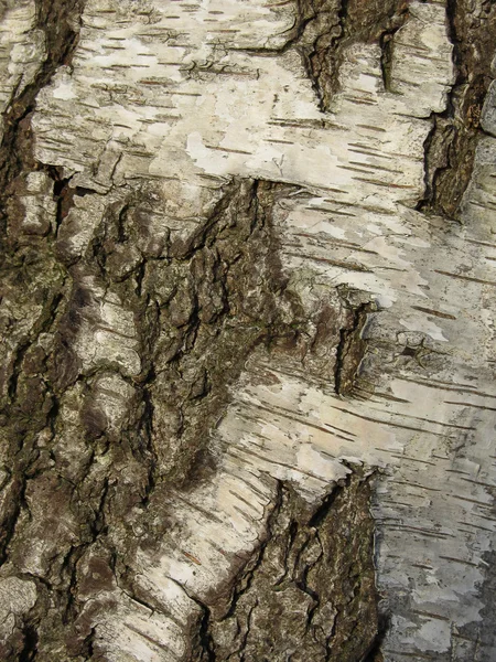 Texture of birch bark covered with green moss — Stock Photo, Image