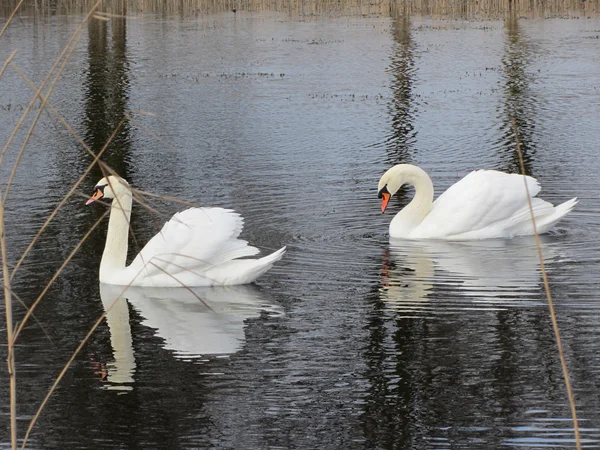 Paire de cygnes. Deux cygnes sur l'eau, réfléchis — Photo