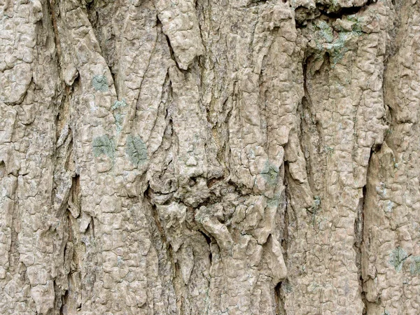 Texture of bark  in the natural park. Tree bark-like skin goblin — Zdjęcie stockowe