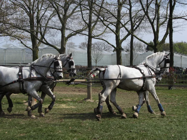 Team van Percheron paarden lopen. Kopiëren van ruimte — Stockfoto