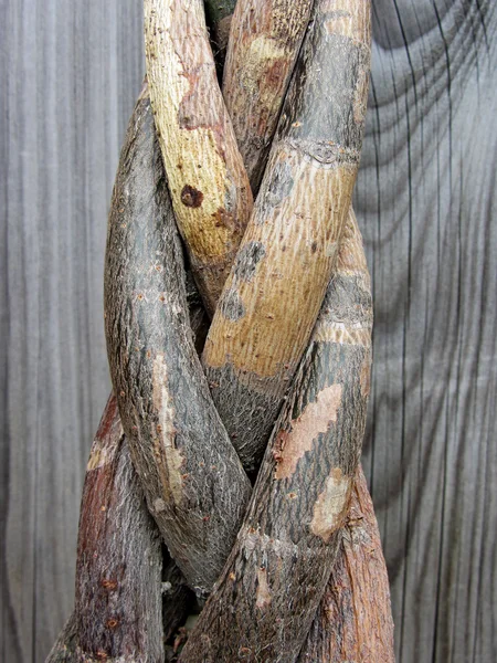 Tree trunk entwined — Stock Photo, Image