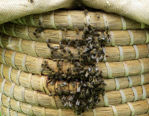 Bienenschwarm auf Büschen — Stockfoto