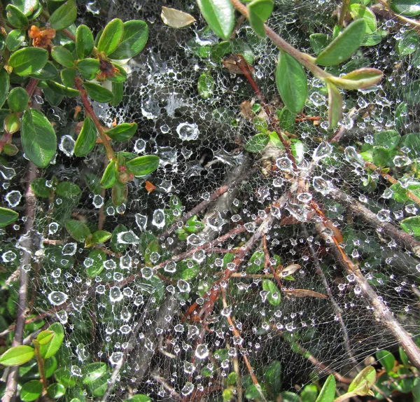 örümcek ağı üstünde su damlaları