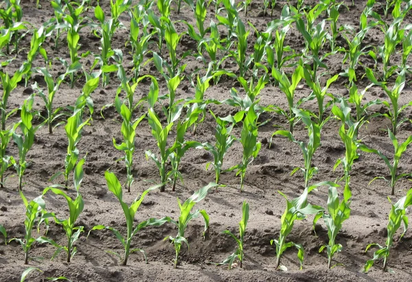 Mısır Filiz güneş ışığı altında