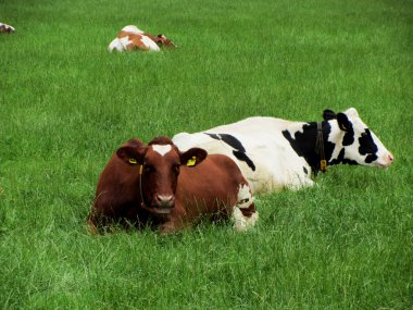 Hollanda tarım arazileri üzerinde ineklerin