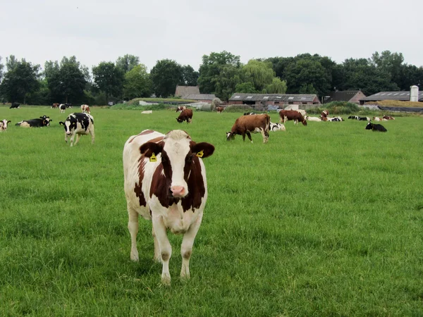Nederlandse Holstein melkkoeien grazen in een veld door een gracht, Nederland. — Stockfoto
