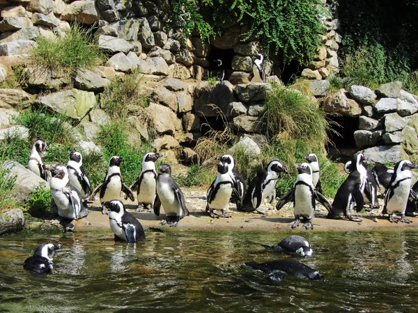 Burger Hayvanat Bahçesi Hollanda, Güney Afrikalı penguenler
