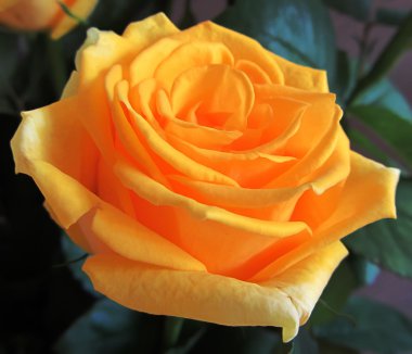 Sarı güller çiçek, buket, çiçek düzenleme, yeşil arka plan, yakın.