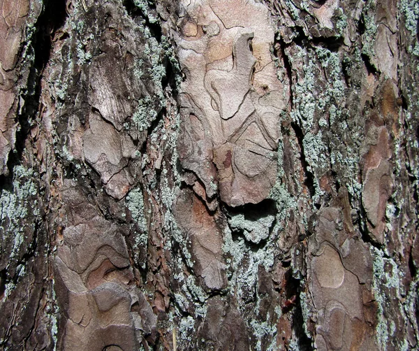 Textura de árvore de madeira velha fundo — Fotografia de Stock