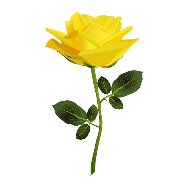 Yellow Rose-Rosa sp., Esta imagen está disponible para el trabajo de recorte sobre un fondo blanco — Foto de Stock