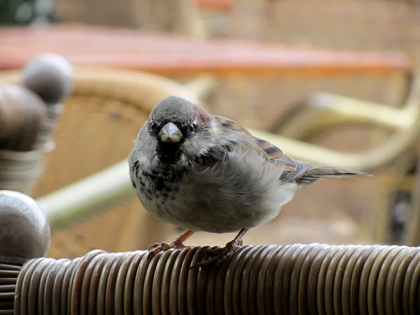 House Sparrow Passer domesticus close-up in a restaurant — Stock fotografie