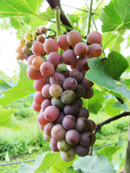 Napnyugtakor az őszi betakarítás szőlőültetvények — Stock Fotó