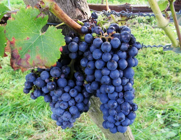 Grand bouquet de raisins rouges suspendus à une vigne, chaud . — Photo