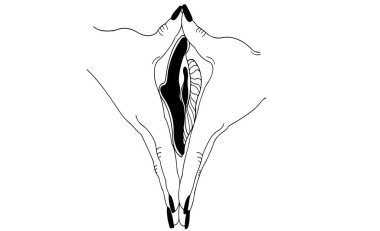 abstract sketch illustration, female hands folded together, and in the middle is a silhouette of the vulva, the concept of women health care clipart