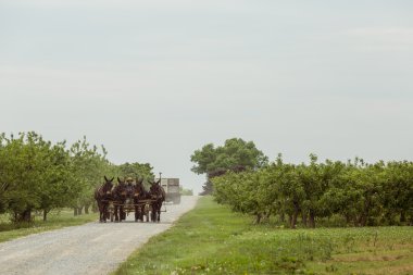 çiftçi bir sepete at binme