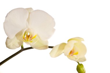 Orkide çiçek
