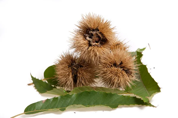 Chestnuts — Stock Photo, Image