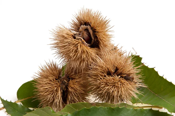 Chestnuts — Stock Photo, Image