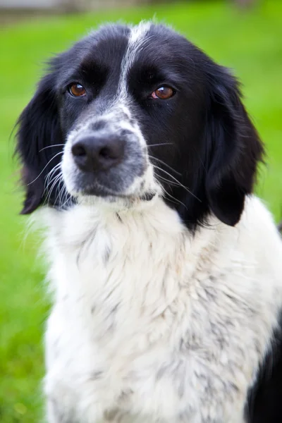 Bahçedeki köpek.