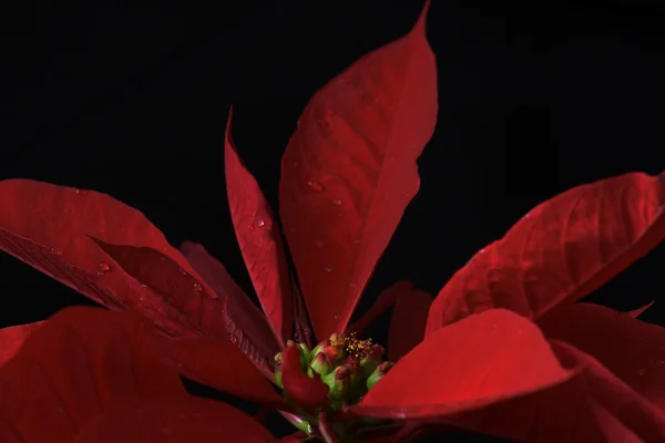 Sunni Noel çiçek