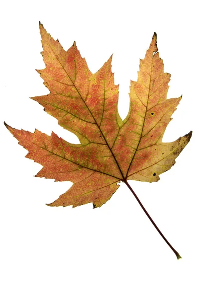 Autumn Leaf — Stock Photo, Image