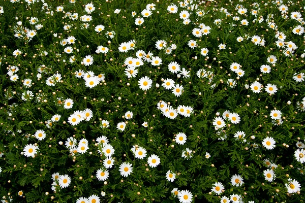 Tarlada papatya çiçeği — Stok fotoğraf