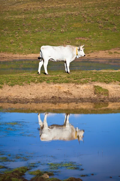 Milk Cow — Stock Photo, Image