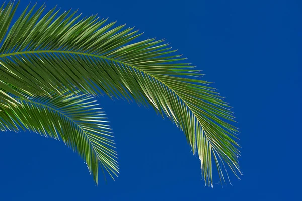 green palm tree leaf on a blue sky background
