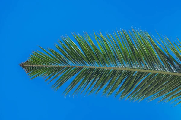 Grön Palm Träd Löv Blå Himmel Bakgrund — Stockfoto