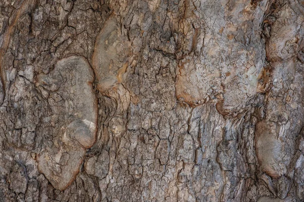 Stary Duży Kora Drzewo Pień Tło — Zdjęcie stockowe