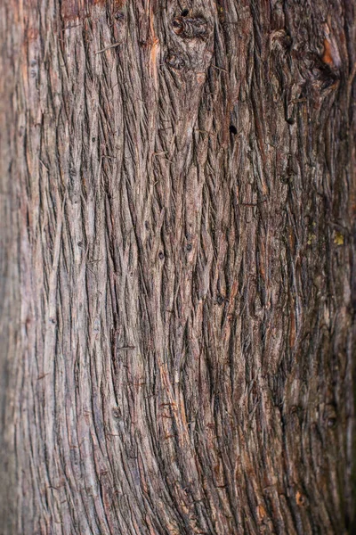 古い松の木の樹皮の質感 — ストック写真