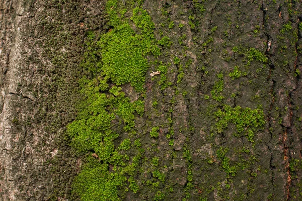 Groen Mos Oude Boomachtergrond — Stockfoto