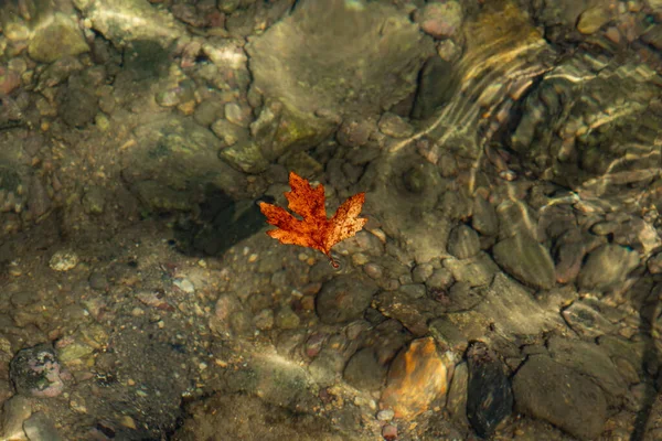 Одинокий Сухой Лист Море Солнечный День Осенний Фон — стоковое фото