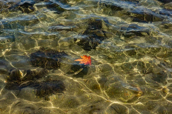 Hoja Seca Solitaria Mar Día Soleado Fondo Otoño — Foto de Stock