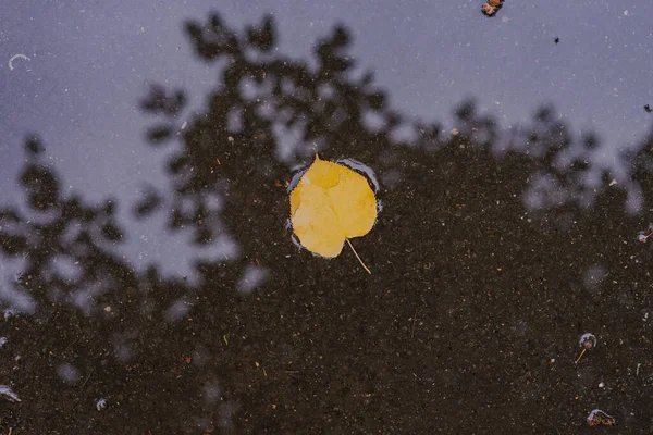 Hoja Amarilla Solitaria Agua Fondo Otoño — Foto de Stock