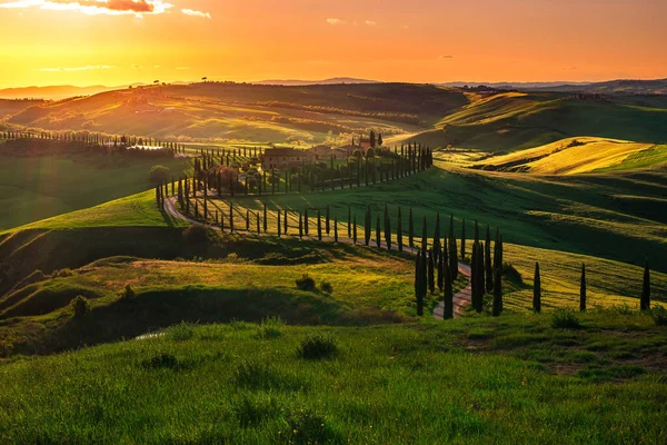 Зеленые Холмы Участки Света Оранжевым Закатом Тоскане Италия — стоковое фото