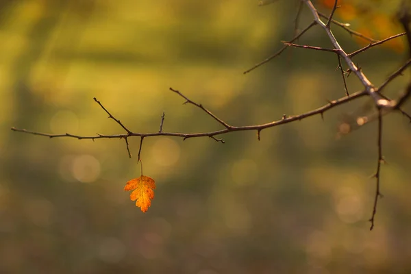 Одинокий Желтый Лист Ветке Осенний Фон Солнечный День — стоковое фото
