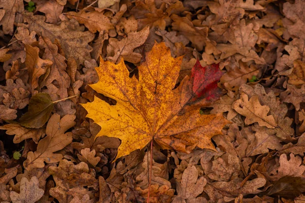 Осенние Листья Размытая Листва Осенний Фон — стоковое фото