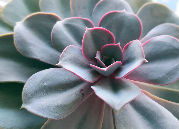 Plante Succulente Dans Style Macro Affiche Tendance Avec Des Fleurs — Photo