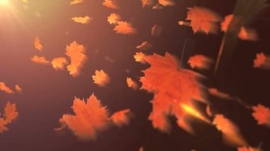 düşen akçaağaç yaprakları