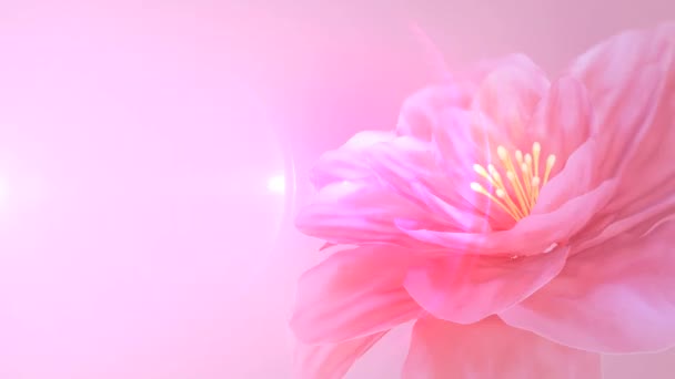 Floraison fleur rose — Video