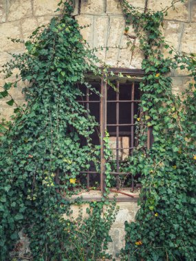 yeşil yaprakların arkasında metal ızgara olan eski ahşap pencere
