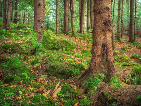 Sonbahar günlerinde, yeşil yosunlar taşların ve çam ağaçlarının üzerinde kimsenin olmadığı bir orman.