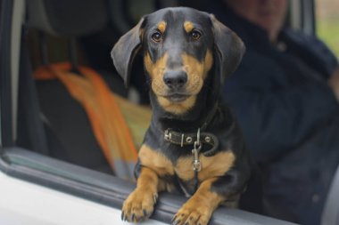 a curious dachshund in a collar looks out of the window of a white car clipart