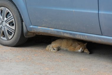 20.07.2021. Rusya, Bogoroditsk. Kirli bir sokak kedisi arabanın gölgesinde sıcaktan saklanır..